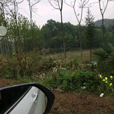 2000亩林下养殖地出租