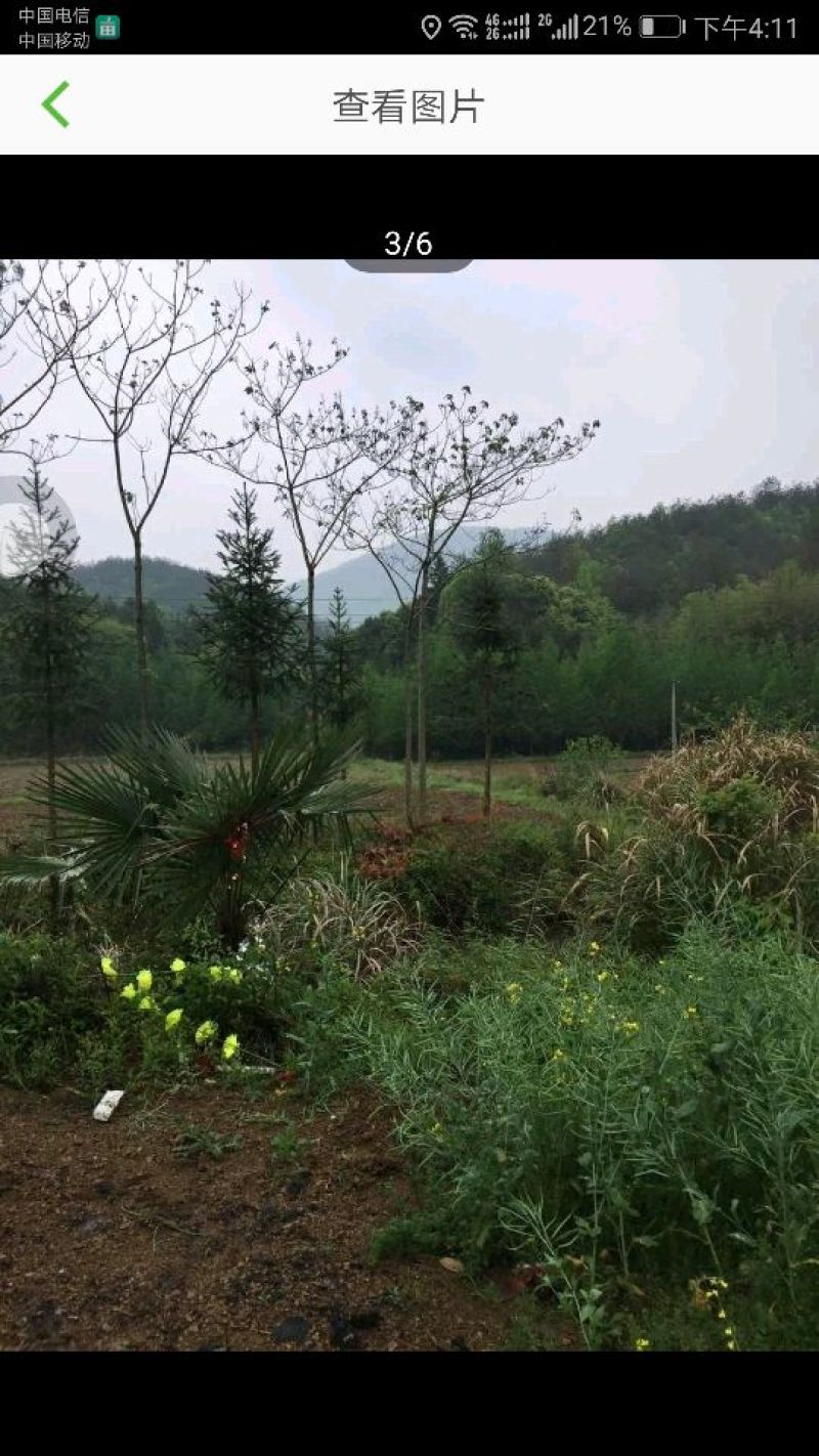 2000亩林下养殖地出租