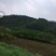 2000亩林下养殖地出租