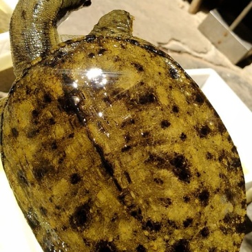 野生甲鱼