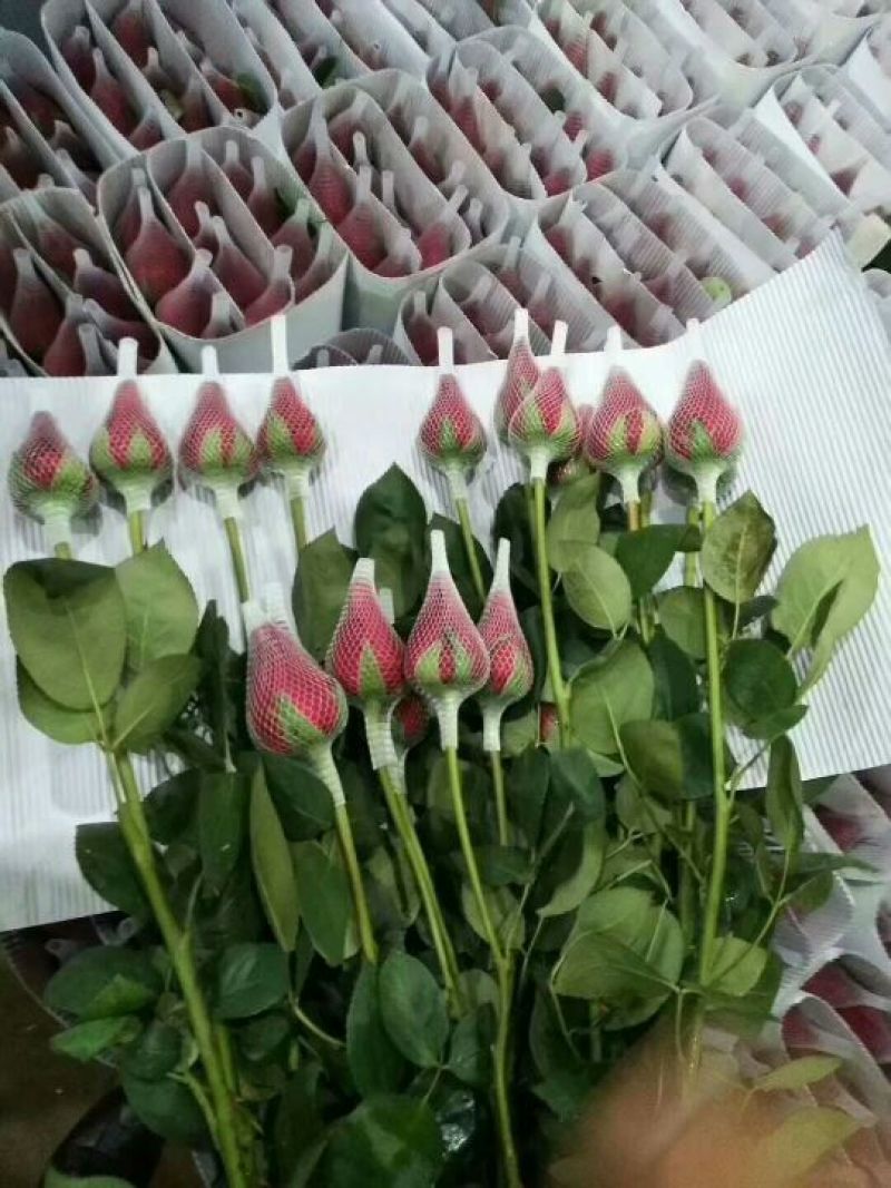 各色玫瑰花，一扎20支