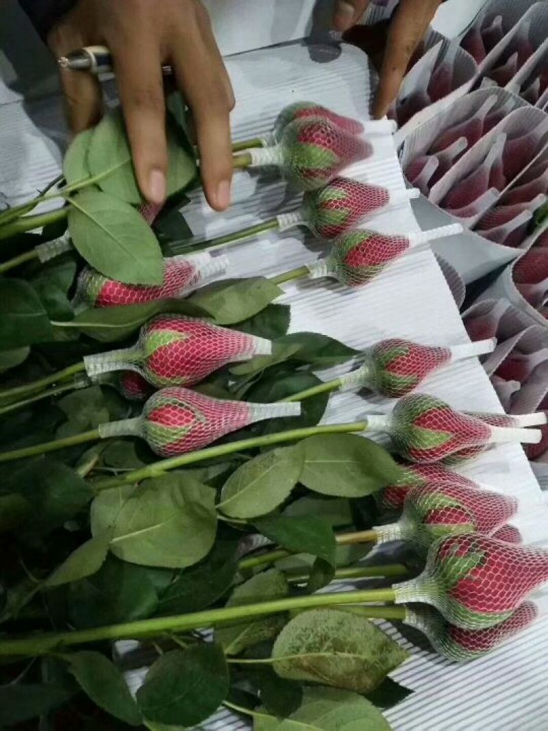 各色玫瑰花，一扎20支