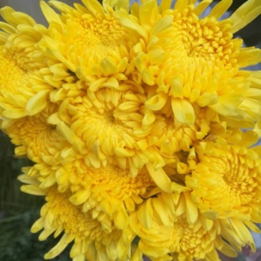 黄菊（金善太阳三号光玉）