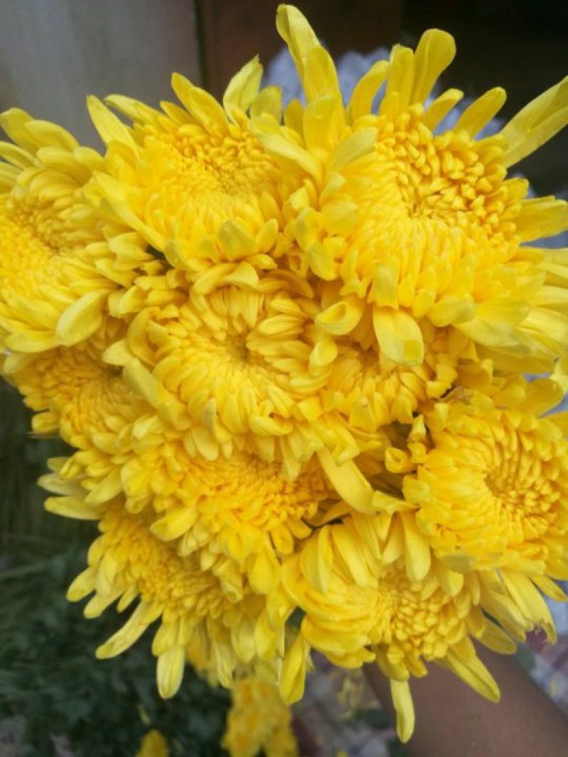 黄菊（金善太阳三号光玉）