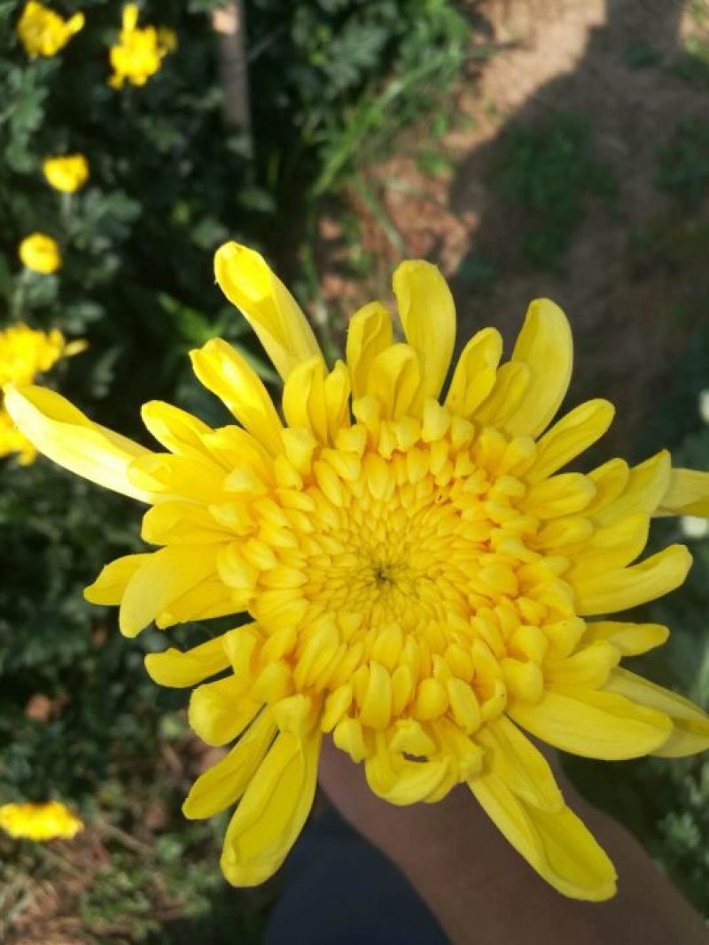黄菊（金善太阳三号光玉）
