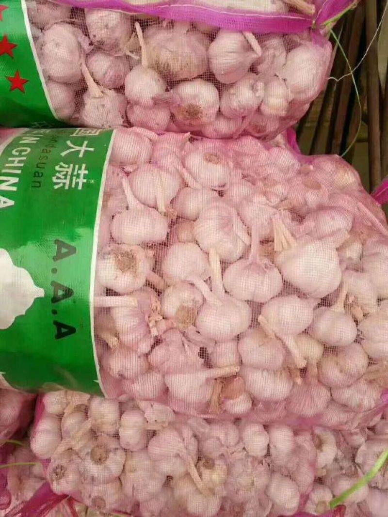 精品干大蒜，紫皮大蒜混级蒜，量大价优发货全国