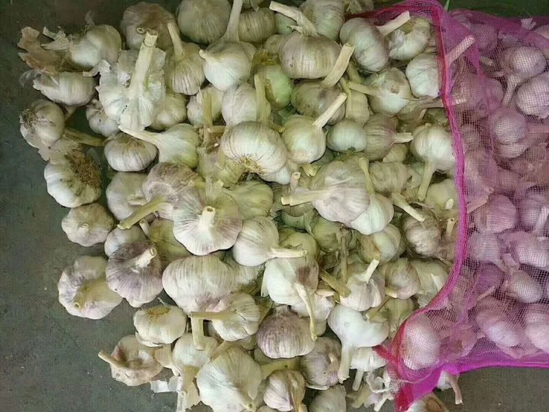 精品干大蒜，紫皮大蒜混级蒜，量大价优发货全国