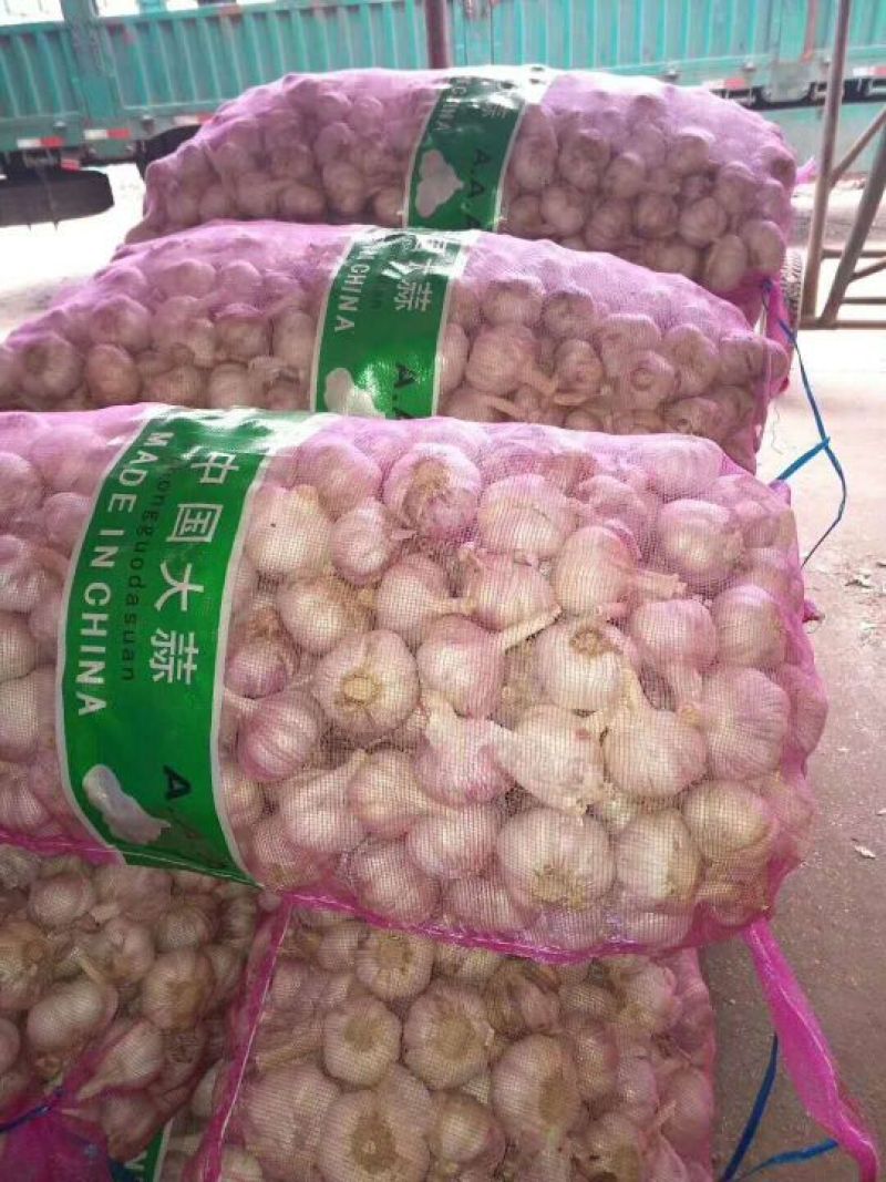 精品干大蒜，紫皮大蒜混级蒜，量大价优发货全国