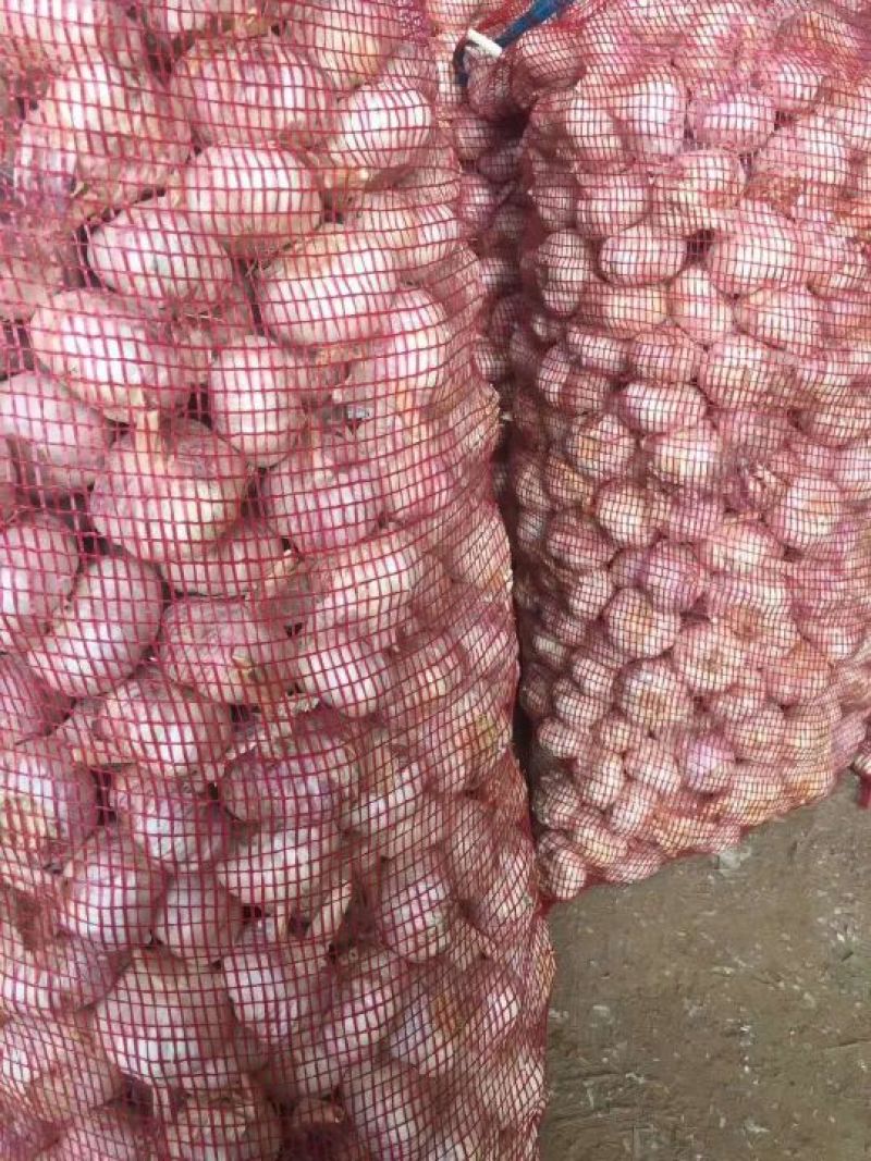 精品干大蒜，紫皮大蒜混级蒜，量大价优发货全国