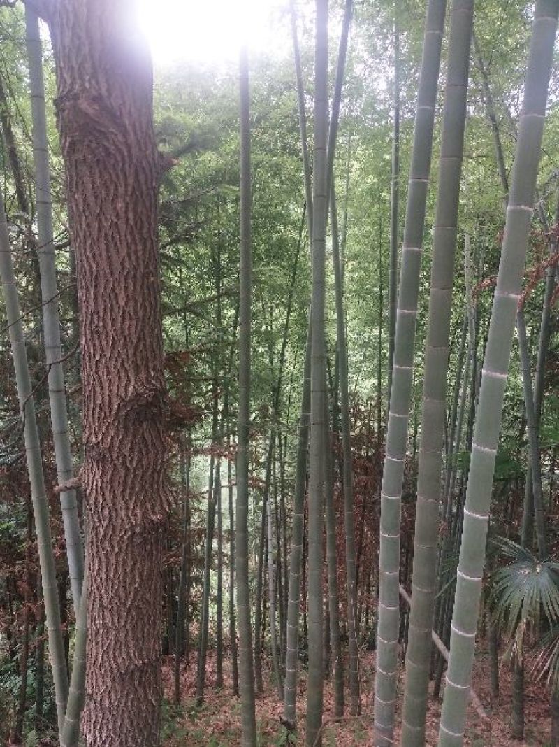 毛竹