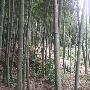 毛竹