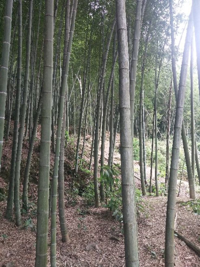 毛竹