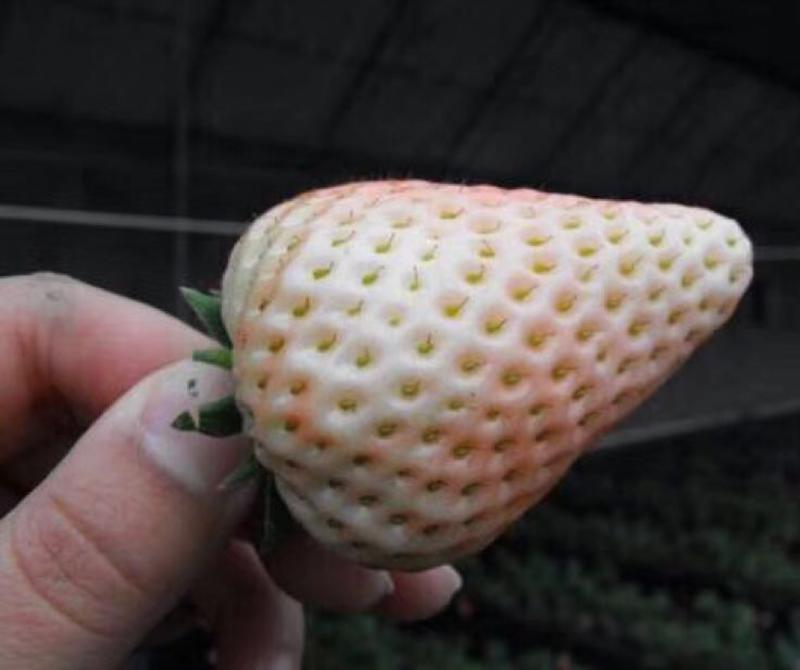 【精品草莓苗】白雪公主草莓苗根系发达，成活率高