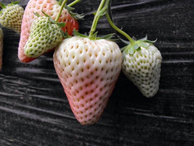 【精品草莓苗】白雪公主草莓苗根系发达，成活率高