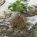 【精品草莓苗】白雪公主草莓苗根系发达，成活率高