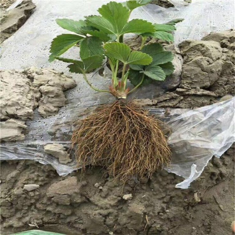 【精品草莓苗】白雪公主草莓苗根系发达，成活率高