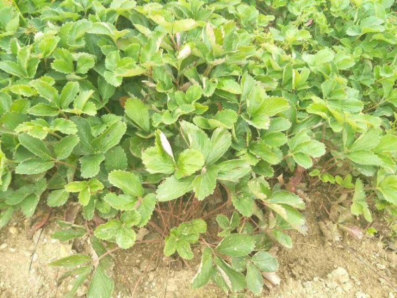 【精品商家】牛奶草莓苗根系发达现起苗，成活率高