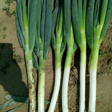 大葱