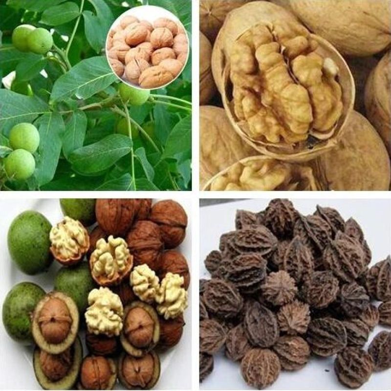 核桃种子薄皮核桃种香玲核桃