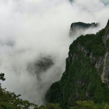 神秘湘西，湘西猕猴桃，基地直供