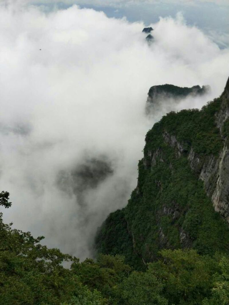 神秘湘西，湘西猕猴桃，基地直供