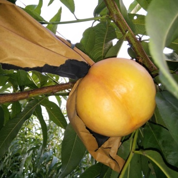 中油8黄油