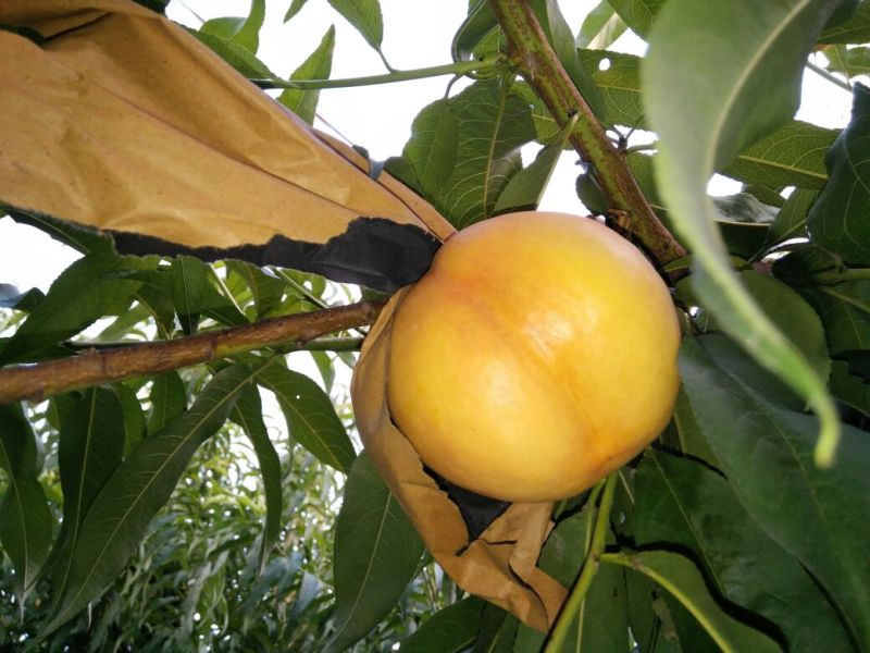 中油8黄油