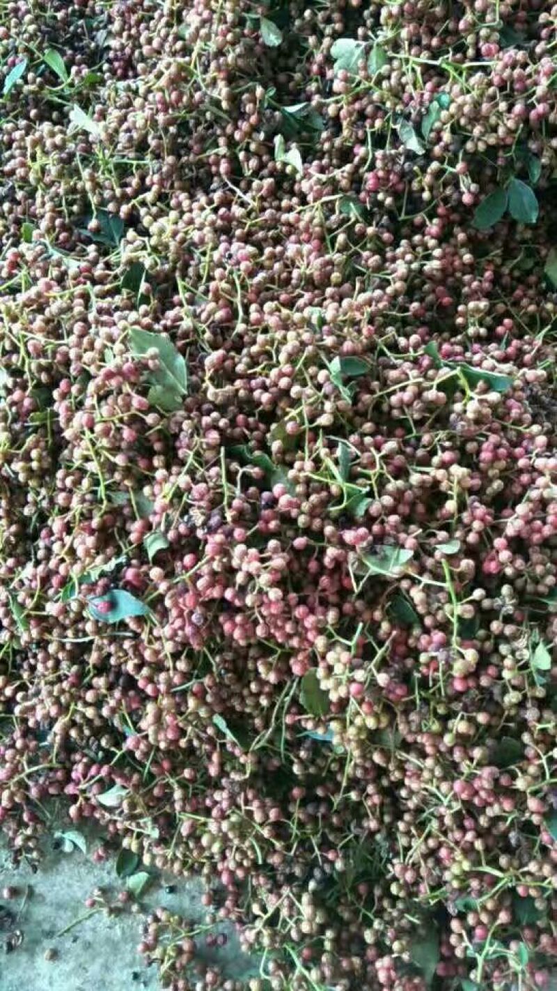 大面积鲜花椒，量还可以，品种多，欢迎收购