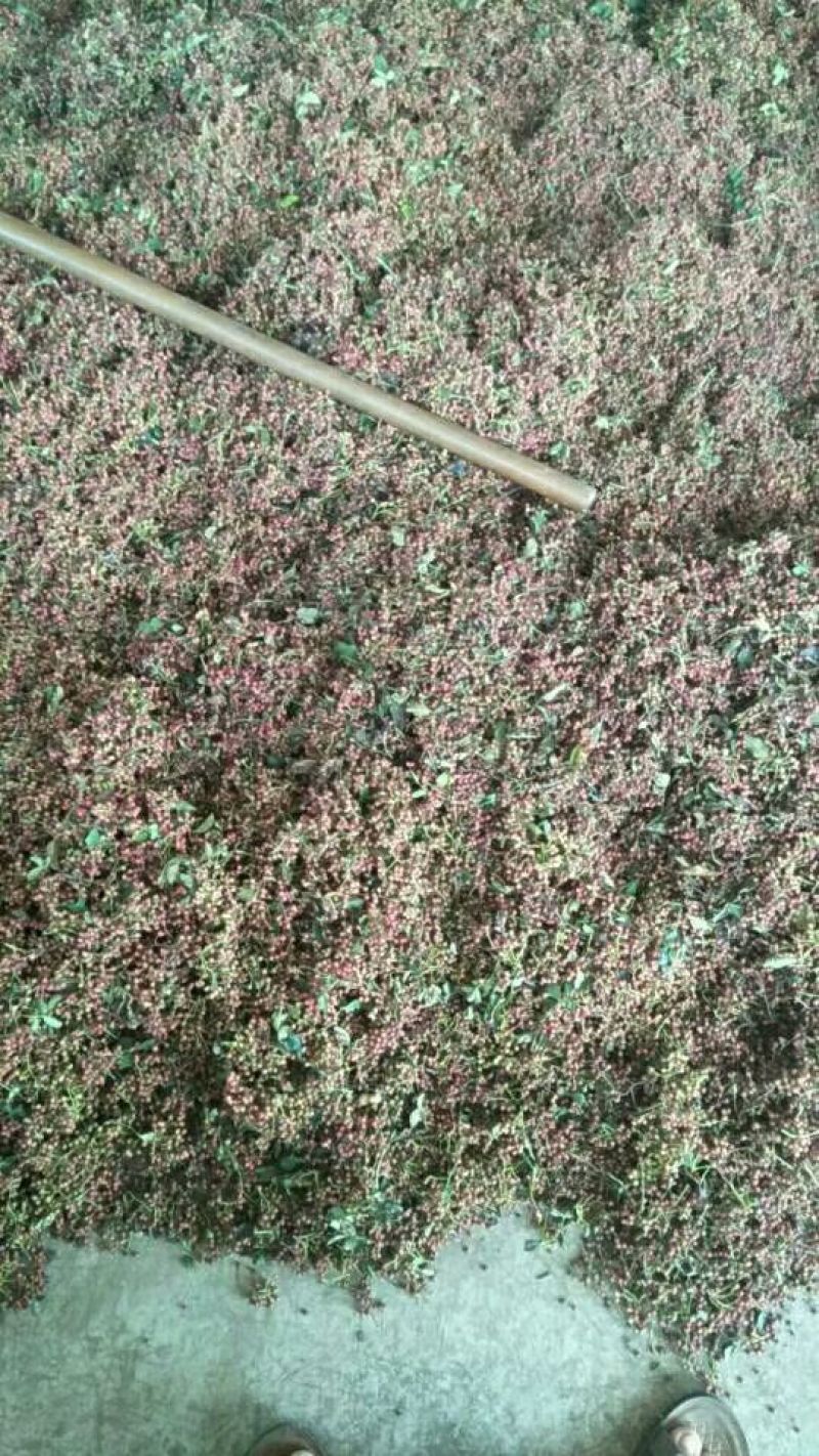 大面积鲜花椒，量还可以，品种多，欢迎收购