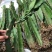 【推荐苗子】火龙果苗，免费提供技术自家苗圃基地常年供货