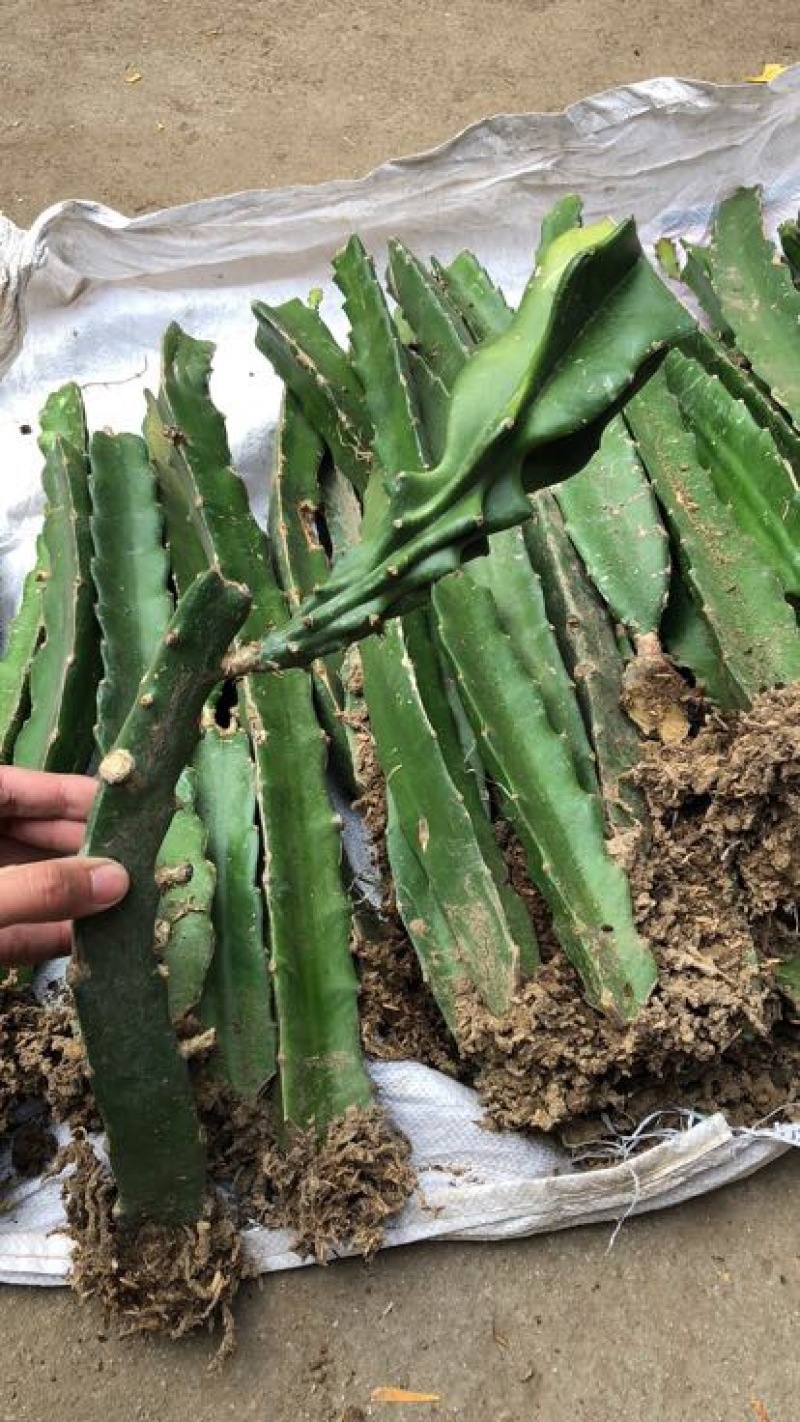 【推荐苗子】火龙果苗，免费提供技术自家苗圃基地常年供货