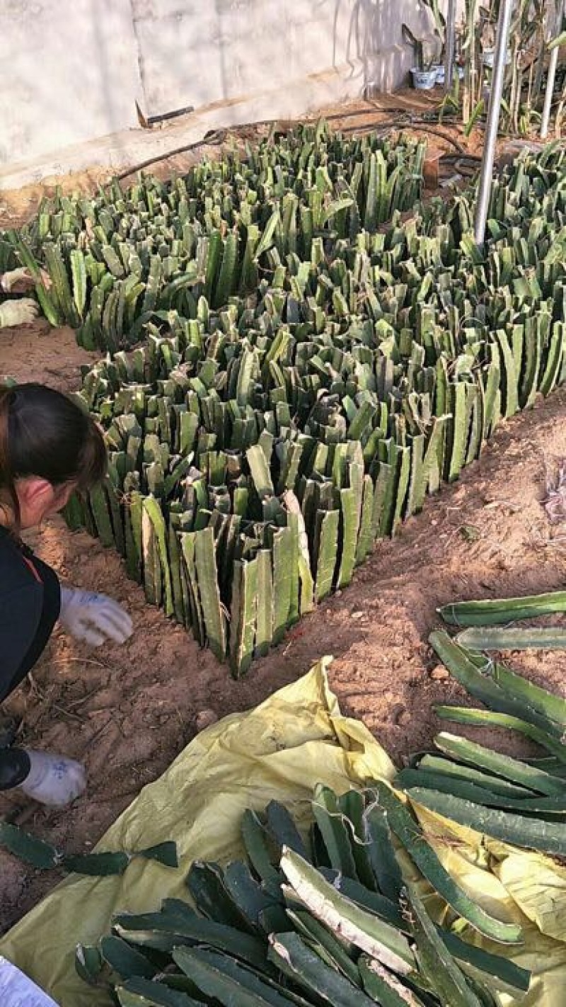 【推荐苗子】火龙果苗，免费提供技术自家苗圃基地常年供货
