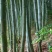 楠竹毛竹6-17米，各种规格