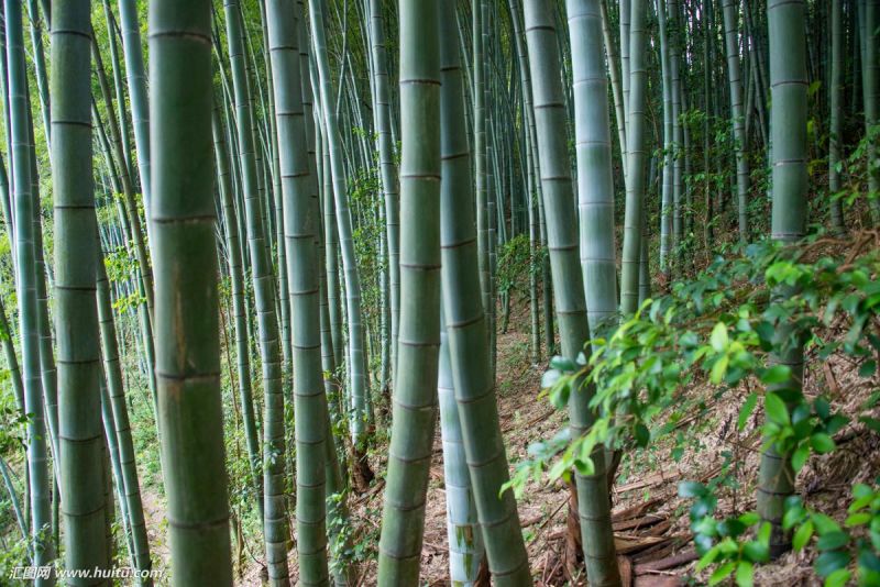 楠竹毛竹6-17米，各种规格