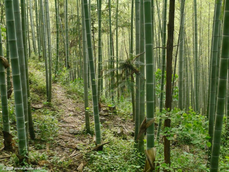 楠竹毛竹6-17米，各种规格