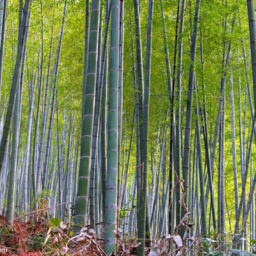 楠竹毛竹6-17米，各种规格