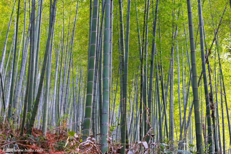 楠竹毛竹6-17米，各种规格