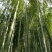 楠竹毛竹6-17米，各种规格