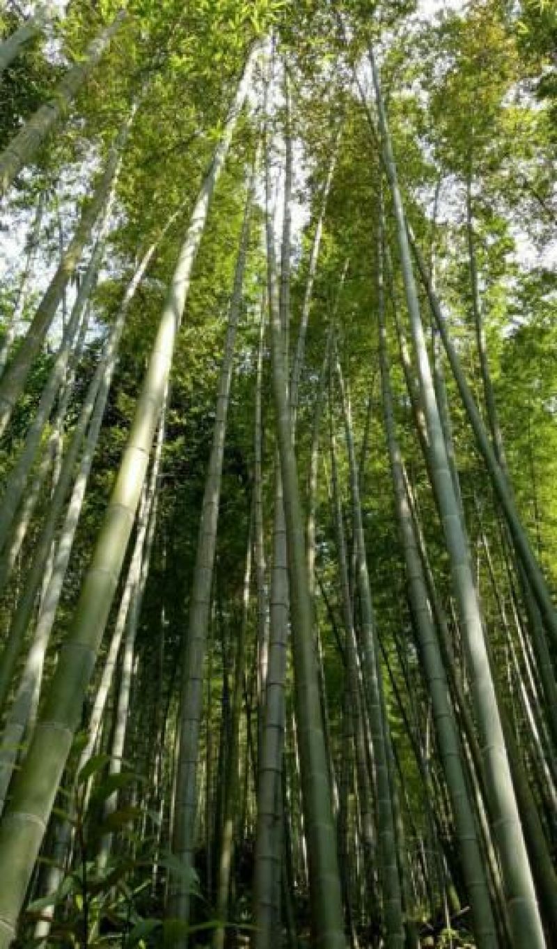 楠竹毛竹6-17米，各种规格