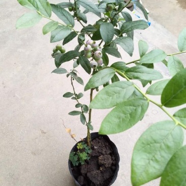 【推荐精品火苗】蓝莓苗营养杯繁育，免费提供技术