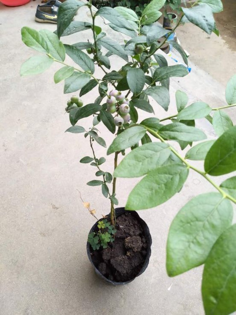 【推荐精品火苗】蓝莓苗营养杯繁育，免费提供技术