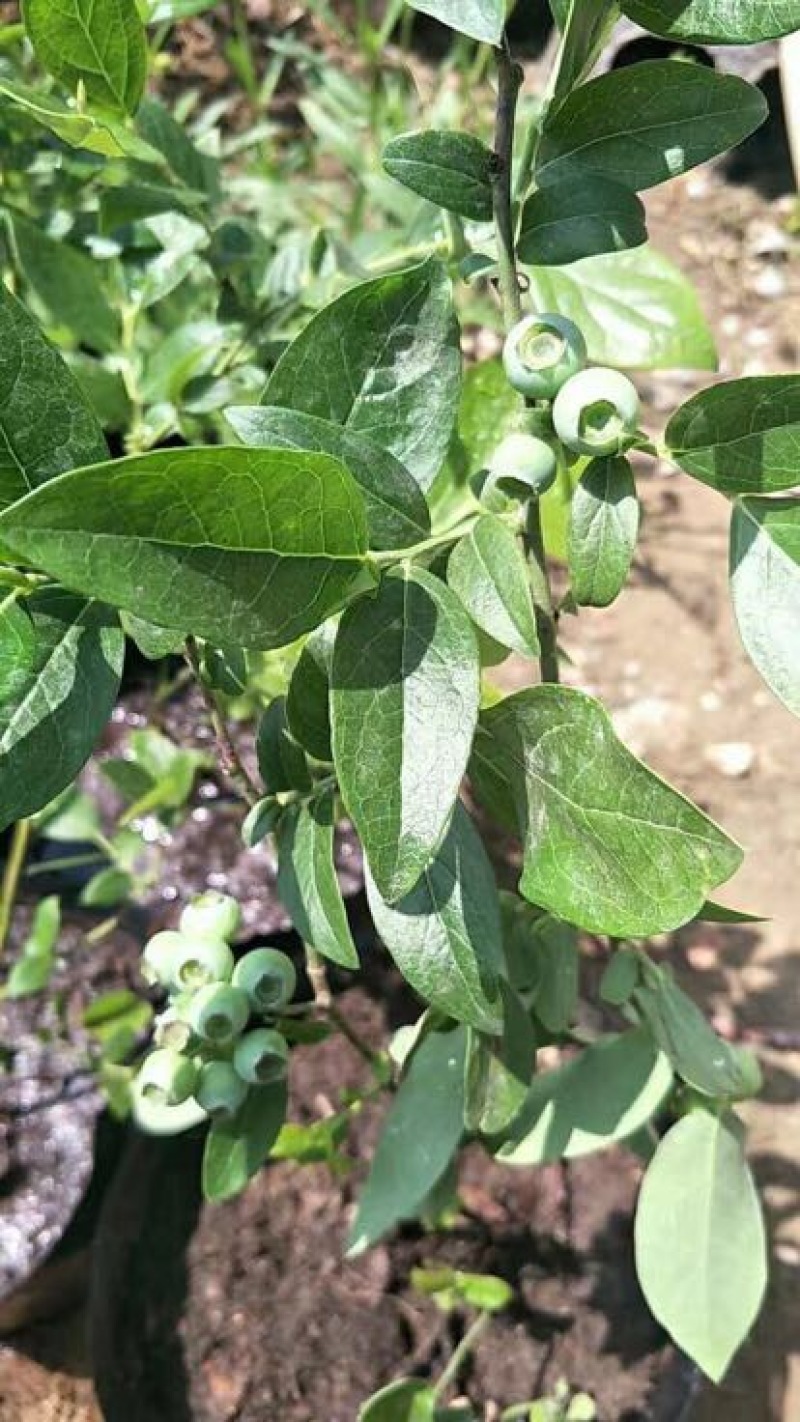 【推荐精品火苗】蓝莓苗营养杯繁育，免费提供技术
