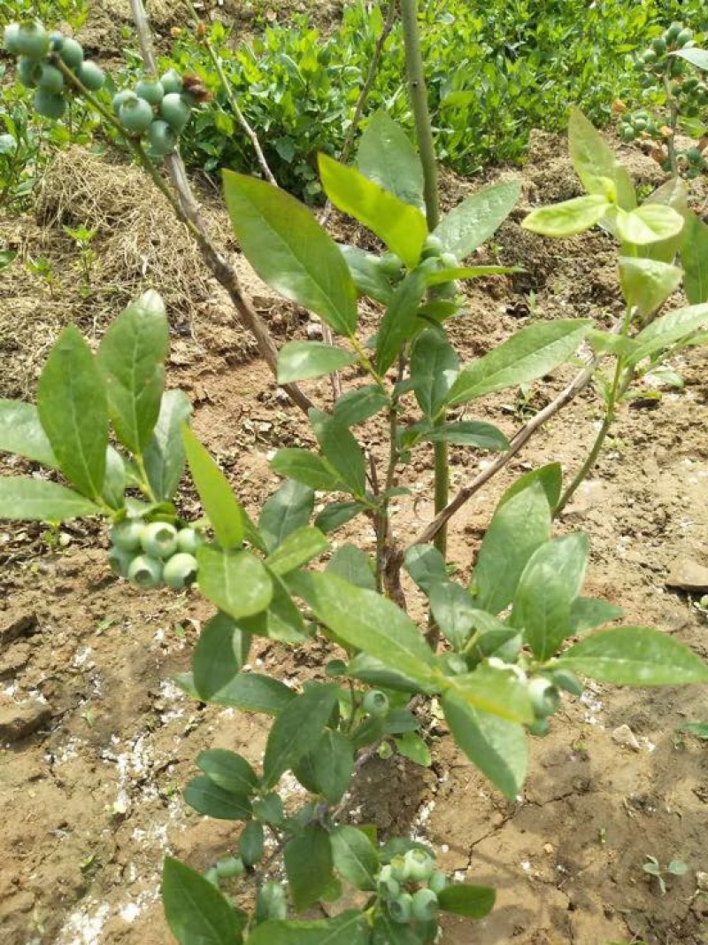 【推荐精品火苗】蓝莓苗营养杯繁育，免费提供技术