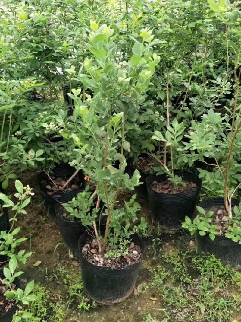 【推荐精品火苗】蓝莓苗营养杯繁育，免费提供技术