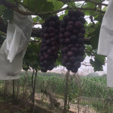 河南鲁山夏黑葡萄,大颗粒,高甜度,实力供应商。