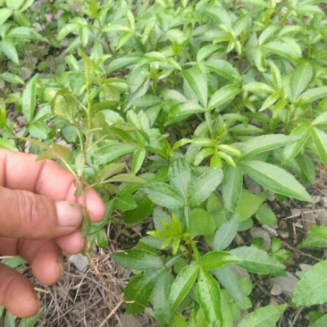 我卖花椒苗有需要的请联系我