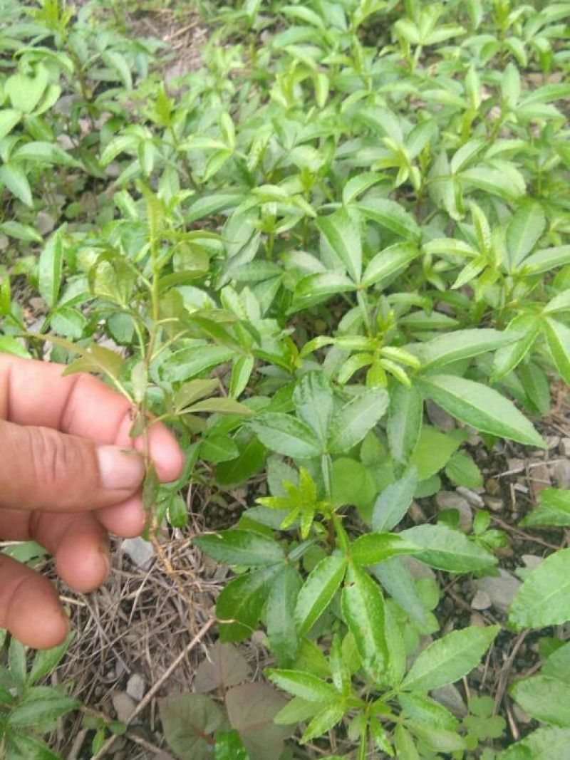 我卖花椒苗有需要的请联系我
