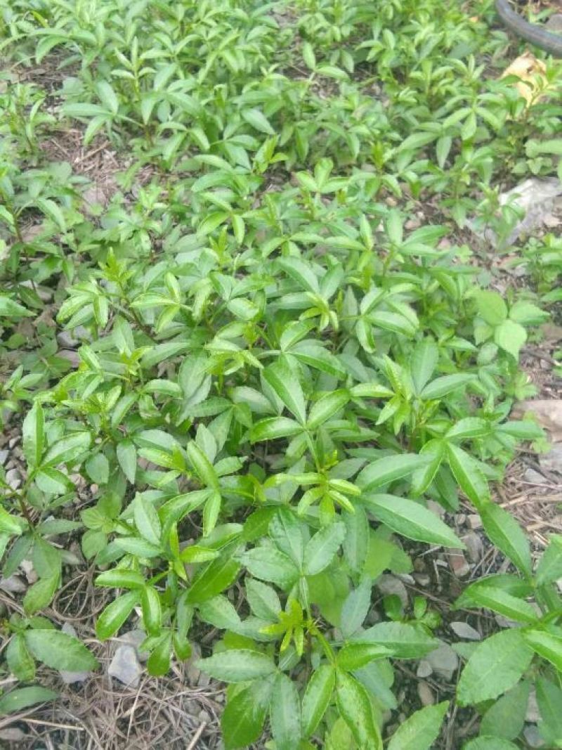 我卖花椒苗有需要的请联系我