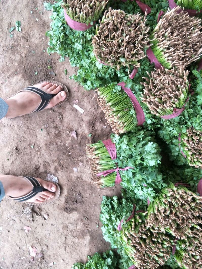 大叶青香菜大量上市中，近期发浙江，安徽，郑州等各大市场。