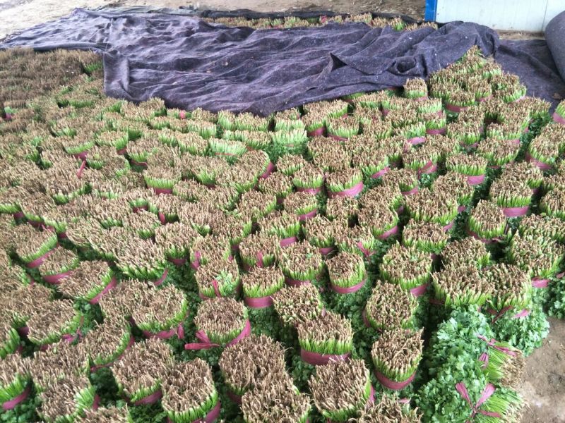 大叶青香菜大量上市中，近期发浙江，安徽，郑州等各大市场。
